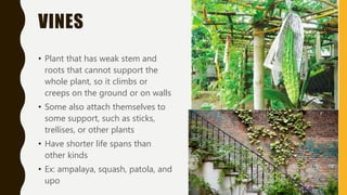 VINES
• Plant that has weak stem and
roots that cannot support the
whole plant, so it climbs or
creeps on the ground or on walls
• Some also attach themselves to
some support, such as sticks,
trellises, or other plants
• Have shorter life spans than
other kinds
• Ex: ampalaya, squash, patola, and
upo
 