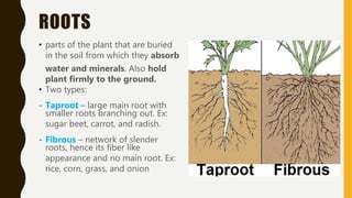ROOTS
• parts of the plant that are buried
in the soil from which they absorb
water and minerals. Also hold
plant firmly to the ground.
• Two types:
- Taproot – large main root with
smaller roots branching out. Ex:
sugar beet, carrot, and radish.
- Fibrous – network of slender
roots, hence its fiber like
appearance and no main root. Ex:
rice, corn, grass, and onion
 