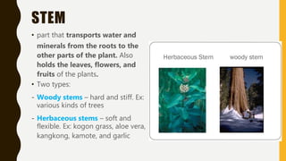 STEM
• part that transports water and
minerals from the roots to the
other parts of the plant. Also
holds the leaves, flowers, and
fruits of the plants.
• Two types:
- Woody stems – hard and stiff. Ex:
various kinds of trees
- Herbaceous stems – soft and
flexible. Ex: kogon grass, aloe vera,
kangkong, kamote, and garlic
 