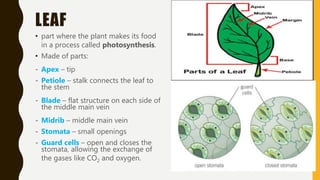LEAF
• part where the plant makes its food
in a process called photosynthesis.
• Made of parts:
- Apex – tip
- Petiole – stalk connects the leaf to
the stem
- Blade – flat structure on each side of
the middle main vein
- Midrib – middle main vein
- Stomata – small openings
- Guard cells – open and closes the
stomata, allowing the exchange of
the gases like CO2 and oxygen.
 