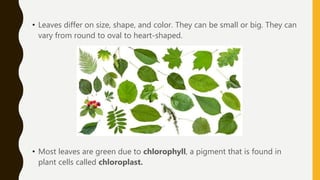 • Leaves differ on size, shape, and color. They can be small or big. They can
vary from round to oval to heart-shaped.
• Most leaves are green due to chlorophyll, a pigment that is found in
plant cells called chloroplast.
 