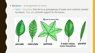 • Venation – arrangement of veins.
– Veins – structures that serve as passageway of water and nutrients needed
by leaves. They also provide support to the leaves.
 