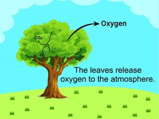 The leaves release
oxygen to the atmosphere.
 