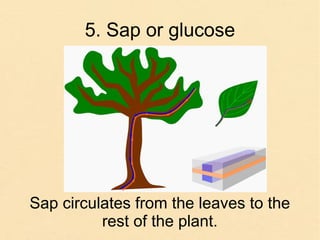 5. Sap or glucose
Sap circulates from the leaves to the
rest of the plant.
 