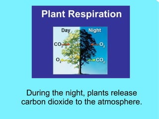 During the night, plants release
carbon dioxide to the atmosphere.
 