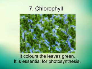 It colours the leaves green.
It is essential for photosynthesis.
7. Chlorophyll
 
