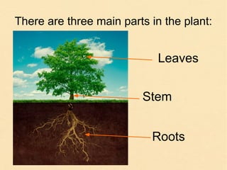 There are three main parts in the plant:
Leaves
Stem
Roots
 