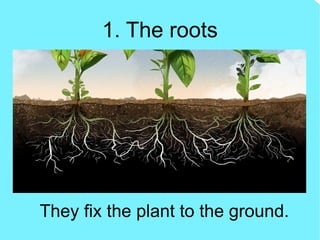 1. The roots
They fix the plant to the ground.
 
