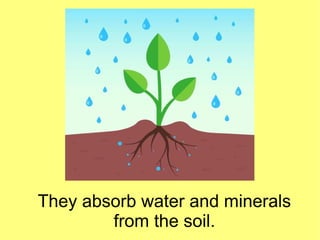 They absorb water and minerals
from the soil.
 