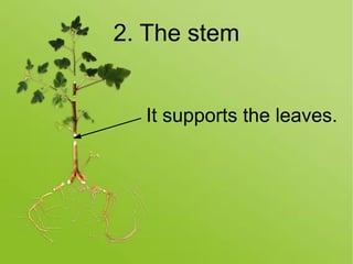 2. The stem
It supports the leaves.
 