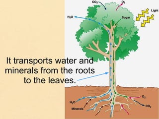 It transports water and
minerals from the roots
to the leaves.
 
