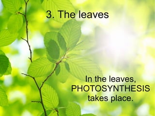 3. The leaves
In the leaves,
PHOTOSYNTHESIS
takes place.
 
