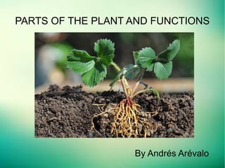 PARTS OF THE PLANT AND FUNCTIONS
By Andrés Arévalo
 