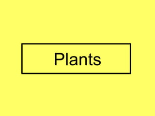 Plants
 