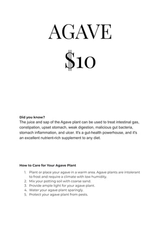 AGAVE
$10
Did you know?
The juice and sap of the Agave plant can be used to treat intestinal gas,
constipation, upset stomach, weak digestion, malicious gut bacteria,
stomach inflammation, and ulcer. It's a gut-health powerhouse, and it's
an excellent nutrient-rich supplement to any diet.
How to Care for Your Agave Plant
1. Plant or place your agave in a warm area. Agave plants are intolerant
to frost and require a climate with low humidity.
2. Mix your potting soil with coarse sand.
3. Provide ample light for your agave plant.
4. Water your agave plant sparingly.
5. Protect your agave plant from pests.
 