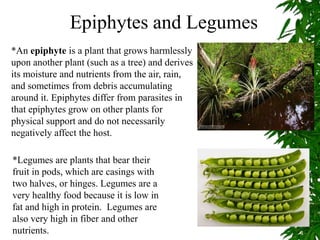 Epiphytes and Legumes
*An epiphyte is a plant that grows harmlessly
upon another plant (such as a tree) and derives
its moisture and nutrients from the air, rain,
and sometimes from debris accumulating
around it. Epiphytes differ from parasites in
that epiphytes grow on other plants for
physical support and do not necessarily
negatively affect the host.
*Legumes are plants that bear their
fruit in pods, which are casings with
two halves, or hinges. Legumes are a
very healthy food because it is low in
fat and high in protein. Legumes are
also very high in fiber and other
nutrients.
 
