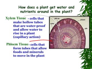 How does a plant get water and
nutrients around in the plant?
Xylem Tissue - cells that
make hollow tubes
that are water-proof
and allow water to
rise in a plant
(capillary action)
Phloem Tissue- cells that
form tubes that allow
foods and minerals
to move in the plant
 