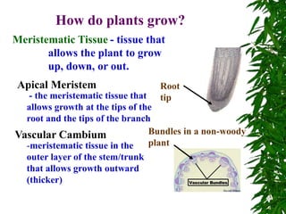 How do plants grow?
Meristematic Tissue - tissue that
allows the plant to grow
up, down, or out.
Apical Meristem
- the meristematic tissue that
allows growth at the tips of the
root and the tips of the branch
Vascular Cambium
-meristematic tissue in the
outer layer of the stem/trunk
that allows growth outward
(thicker)
Root
tip
Bundles in a non-woody
plant
 