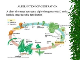 ALTERNATION OF GENERATION
A plant alternates between a diploid stage (asexual) and a
haploid stage (double fertilization)
 