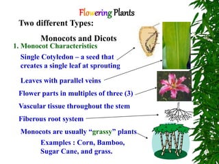 Flowering Plants
Two different Types:
Monocots and Dicots
1. Monocot Characteristics
Single Cotyledon – a seed that
creates a single leaf at sprouting
Leaves with parallel veins
Flower parts in multiples of three (3)
Vascular tissue throughout the stem
Fiberous root system
Monocots are usually “grassy” plants
Examples : Corn, Bamboo,
Sugar Cane, and grass.
 