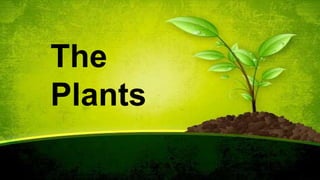 The
Plants
 