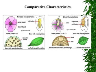Comparative Characteristics.
 