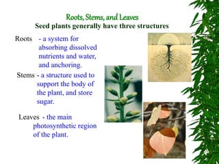 Roots, Stems, and Leaves
Seed plants generally have three structures
Roots - a system for
absorbing dissolved
nutrients and water,
and anchoring.
Stems - a structure used to
support the body of
the plant, and store
sugar.
Leaves - the main
photosynthetic region
of the plant.
 