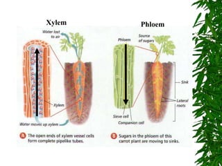 Xylem Phloem
 