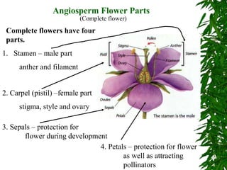 Angiosperm Flower Parts
(Complete flower)
Complete flowers have four
parts.
1. Stamen – male part
anther and filament
2. Carpel (pistil) –female part
stigma, style and ovary
4. Petals – protection for flower
as well as attracting
pollinators
3. Sepals – protection for
flower during development
 