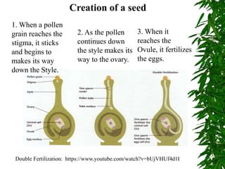 1. When a pollen
grain reaches the
stigma, it sticks
and begins to
makes its way
down the Style.
Creation of a seed
2. As the pollen
continues down
the style makes its
way to the ovary.
3. When it
reaches the
Ovule, it fertilizes
the eggs.
Double Fertilization: https://www.youtube.com/watch?v=bUjVHUf4d1I
 