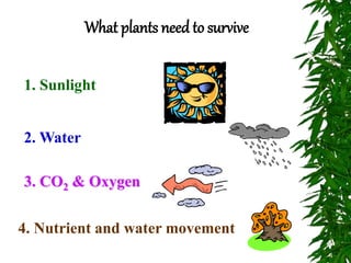 What plants need to survive
1. Sunlight
2. Water
3. CO2 & Oxygen
4. Nutrient and water movement
 