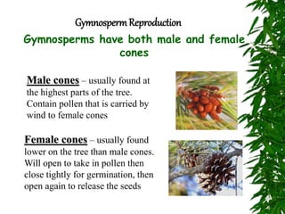 GymnospermReproduction
Gymnosperms have both male and female
cones
Male cones – usually found at
the highest parts of the tree.
Contain pollen that is carried by
wind to female cones
Female cones – usually found
lower on the tree than male cones.
Will open to take in pollen then
close tightly for germination, then
open again to release the seeds
 