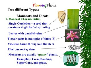 Flowering Plants
Two different Types:
Monocots and Dicots
1. Monocot Characteristics
Single Cotyledon – a seed that
creates a single leaf at sprouting
Leaves with parallel veins
Flower parts in multiples of three (3)
Vascular tissue throughout the stem
Fiberous root system
Monocots are usually “grassy” plants
Examples : Corn, Bamboo,
Sugar Cane, and grass.
 
