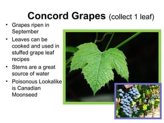 Survival of plant identification letest.ppt