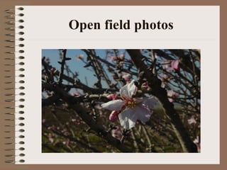 Open field photos 