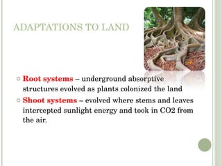 ADAPTATIONS TO LAND Root systems  – underground absorptive structures evolved as plants colonized the land Shoot systems  – evolved where stems and leaves  intercepted sunlight energy and took in CO2 from the air. 