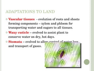 ADAPTATIONS TO LAND Vascular tissues  - evolution of roots and shoots forming components – xylem and phloem for transporting water and sugars to all tissues. Waxy cuticle  – evolved to assist plant to conserve water on dry, hot days.  Stomata  – evolved to allow control of water loss and transport of gases. 