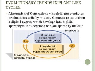 EVOLUTIONARY TRENDS IN PLANT LIFE CYCLES: Alternation of Generations = haploid gametophytes produces sex cells by mitosis. Gametes unite to from a diploid zygote, which develops into diploid sporophyte that develops haploid spores by meiosis 