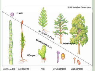 EVOLUTIONARY TREND zygote SPOROPHYTE (2 n ) GAMETOPHYTE ( n ) GREEN ALGAE BRYOPHYTE FERN GYMNOSPERM ANGIOSPERM Relative size Life span 