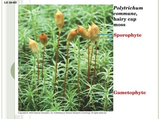 LE 29-9D Polytrichum commune, hairy cap moss Sporophyte Gametophyte 