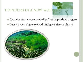 PIONEERS IN A NEW WORLD Cyanobacteria were probably first to produce oxygen Later, green algae evolved and gave rise to plants 