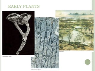 EARLY PLANTS 