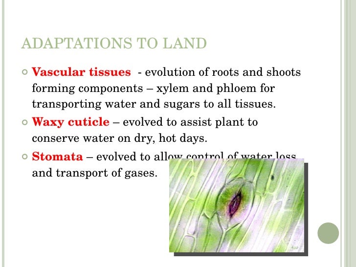 Earland Plant Evolution Trends