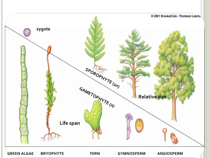 Earland Plant Evolution Trends Earland Plant Evolution Trends