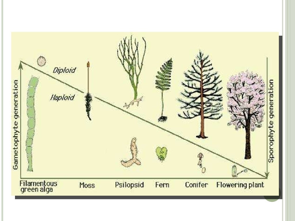 Earland Plant Evolution Trends Earland Plant Evolution Trends