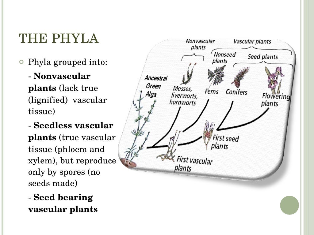 Earland Plant Evolution Trends Earland Plant Evolution Trends
