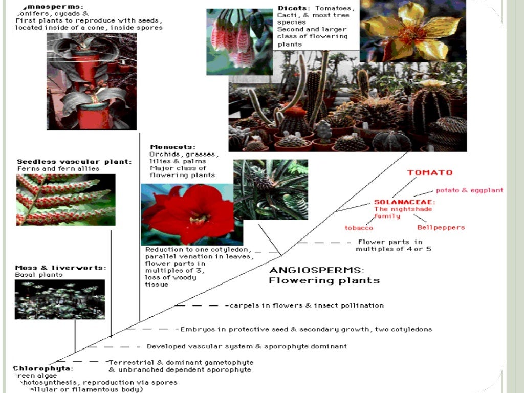 Earland Plant Evolution Trends Earland Plant Evolution Trends
