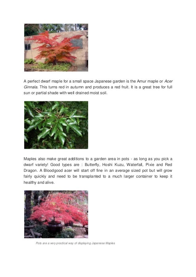 What Plants Shrubs 7 Flowers to Use In A Japanese Garden 11
