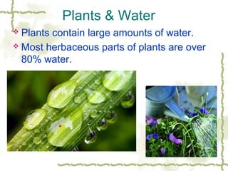 Plants & Water
 Plants contain large amounts of water.
 Most herbaceous parts of plants are over

  80% water.




                                      1
 
