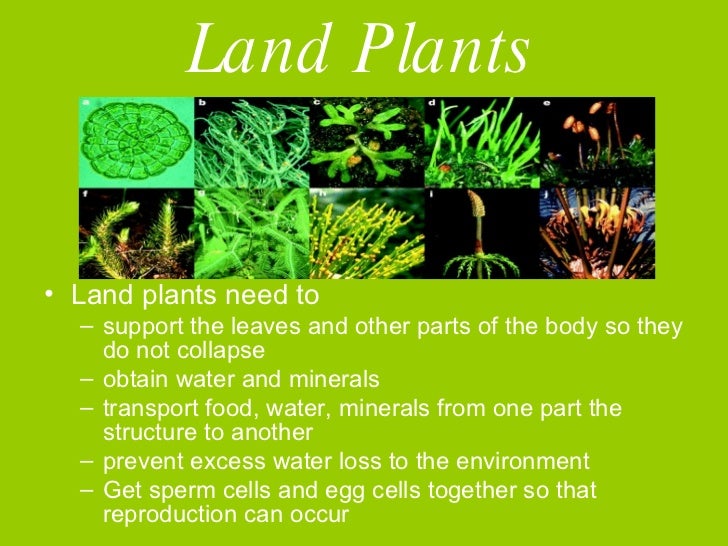Plants Without Seeds